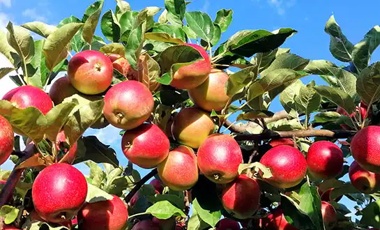 Solving Poor Fruit Set with High-Activity Yeast Peptide